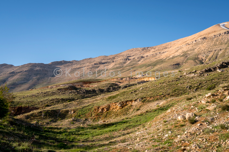 Al Arz;Iris;Iris Cedreti;Kaleidos;Kaleidos images;Lebanon;Middle East;Near East;Proche Orient;Tarek Charara;Flowers;Endemic;Endangered species;Endemic species;Critically endangered;Critically endangered species